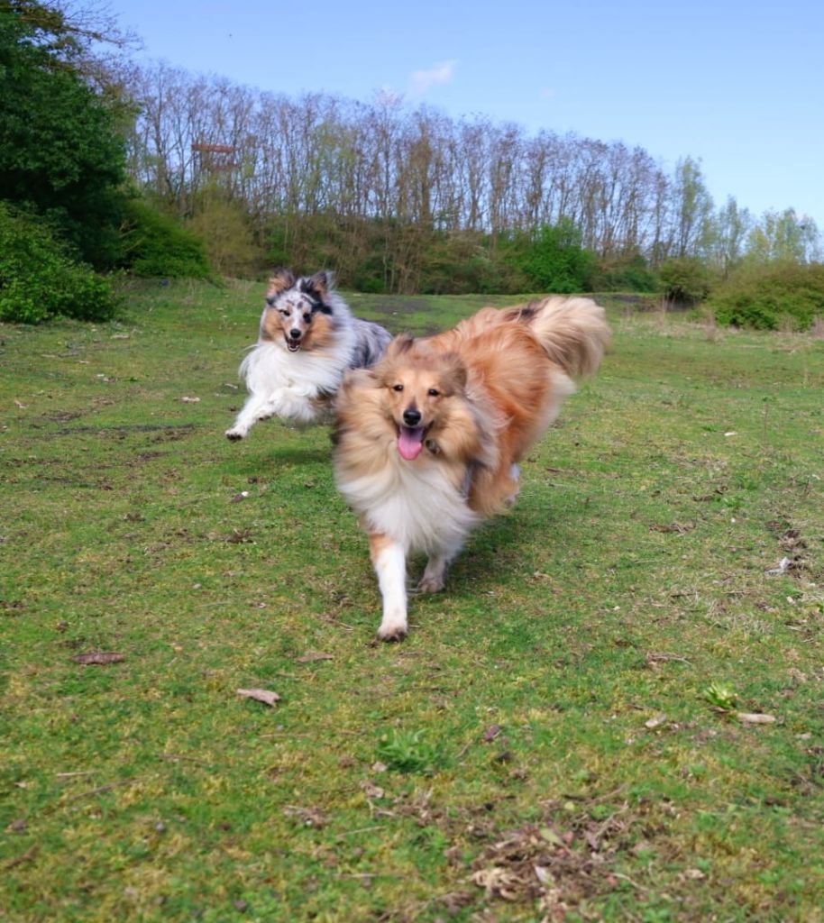 Des petits chiens joyeux 