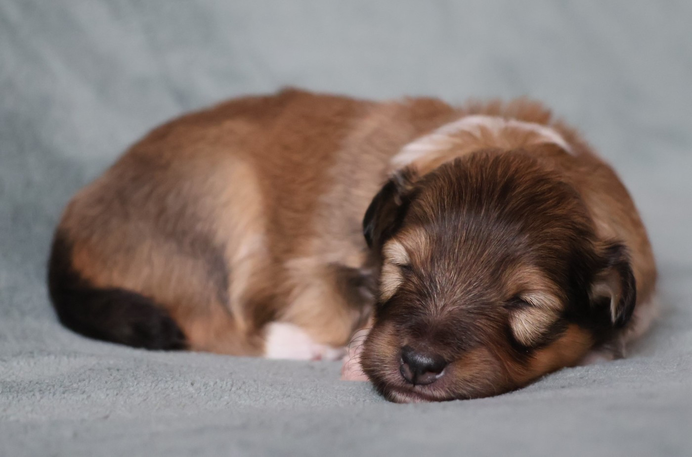 Instinct Berger - Chiots disponibles - Shetland Sheepdog