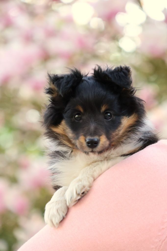 Instinct Berger - Shetland Sheepdog - Portée née le 08/02/2025